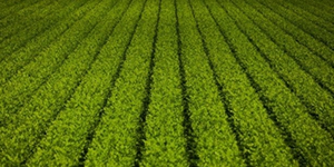 食品草莓视频下载在线观看